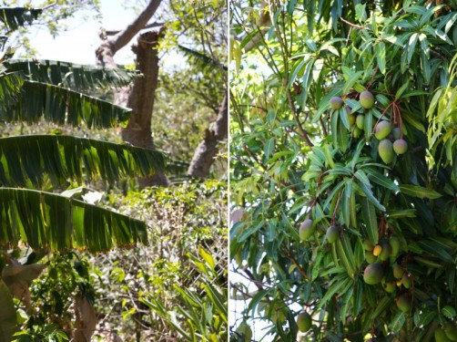 Banana- and Mango trees | Costa Rica