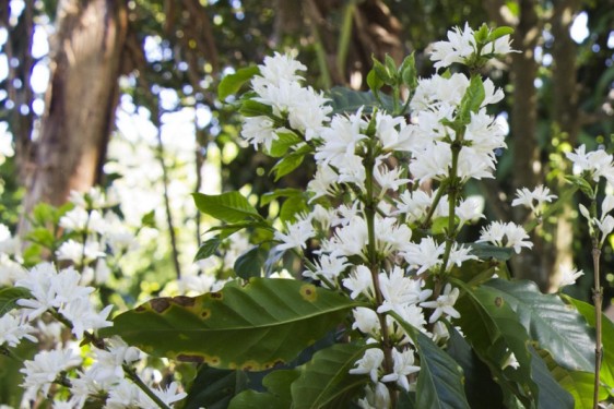 Coffee blooms | Finca-Rosa Blanca, Costa Rica