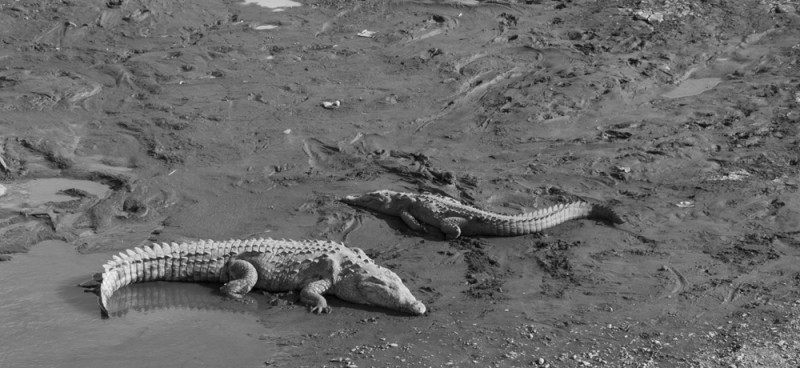 Crocodiles in the mud | Costa Rica