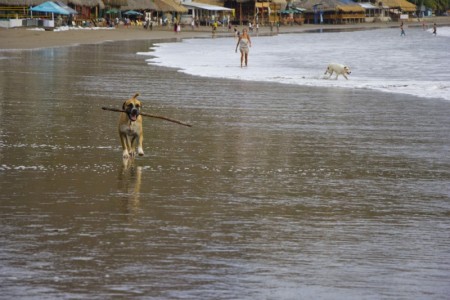 Beach dog | San Juan del Sur, Nicaragua