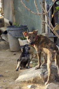 Confused puppy | San Juan del Sur, Nicaragua