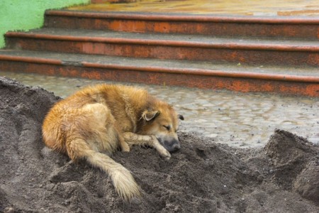 Dirty sleeping dog  San Juan del Sur, Nicaragua