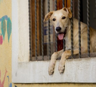 Doggie in the window | San Juan del Sur, Nicaragua