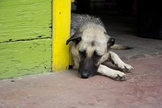 Saddest puppy | San Juan del Sur, Nicaragua