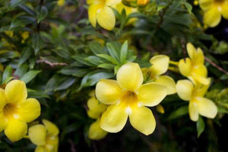 Yellow tropical flowers | San Juan del Sur, Nicaragua