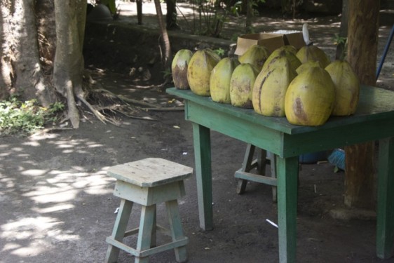 Coconuts for sale | Ometepe, Nicaragua