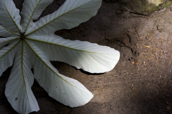 giant-leaf-ometepe-nicaragua