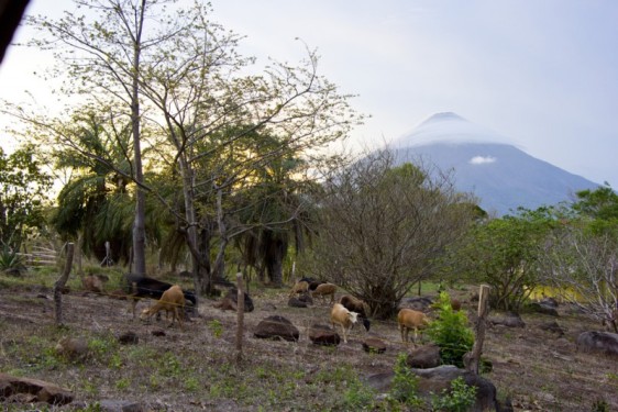 Grazing tropical sheep at sunset | Ometepe, Nicaragua