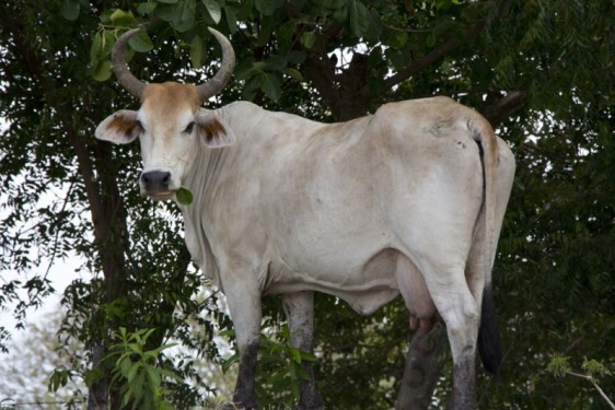 Hungry cow | Ometepe, Nicaragua