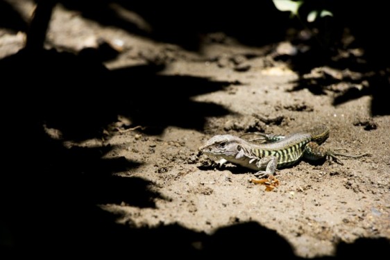 Lizard at Ojo de Agua | Ometepe, Nicaragua