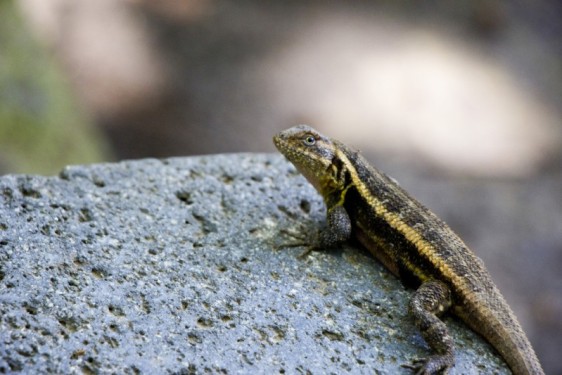 Lizard, staring. at Ojo de Agua | Ometepe, Nicaragua