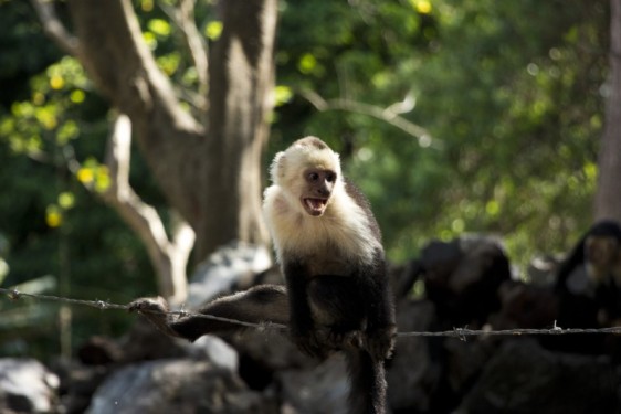 Monkey on a wire | Ometepe, Nicaragua