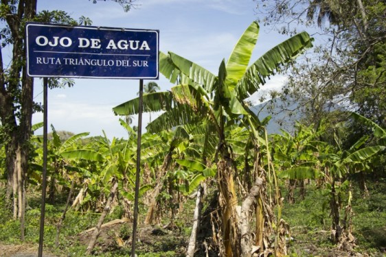 Ojo de Agua banana trees | Ometepe, Nicaragua