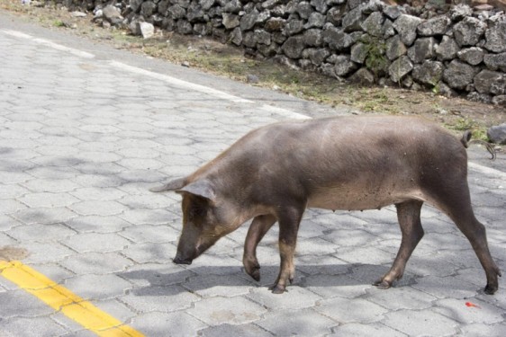 Pig crossing the road | Ometepe, Nicaragua
