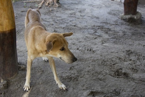 Sad dog | Ometepe, Nicaragua