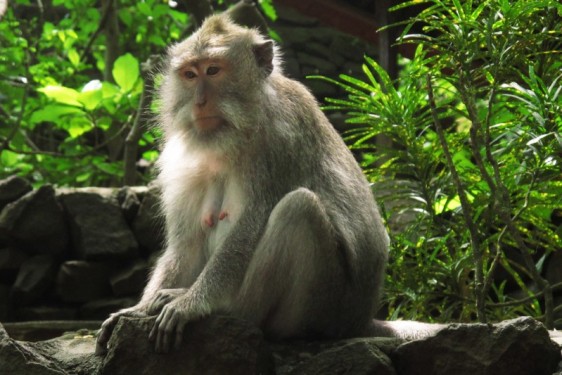 Pensive monkey in the forest | Ubud, Bali Indonesia