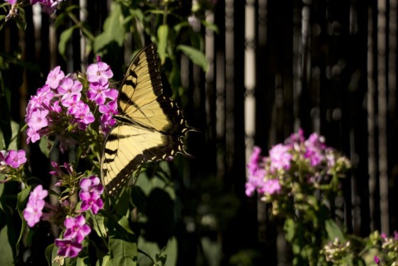 Butterfly | Brooklyn, New York