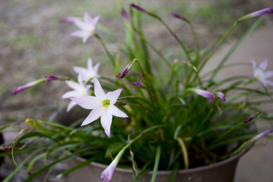 Lavendar flowers | Ometepe, Nicaragua