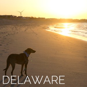 delaware-destination-grid