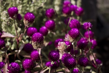 Purple flowers | Quebec, Canada