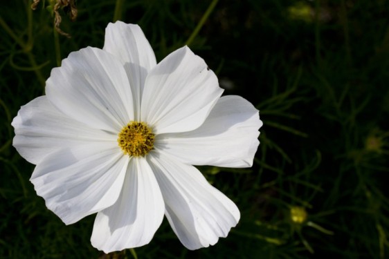 White flower | Quebec, Canada