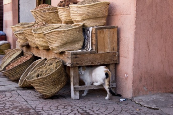 Medina cat hiding at a spice market | Marrakech, Morocco