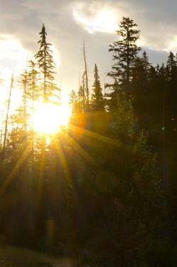 Sunrise through trees | Banff, Canada