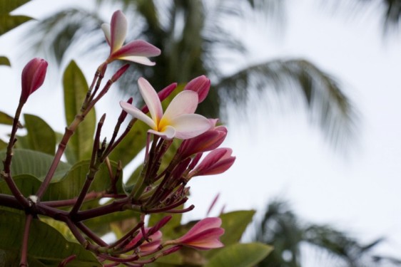 Pink frangipani/plumeria buds at the Marriott on Palm Beach | Aruba