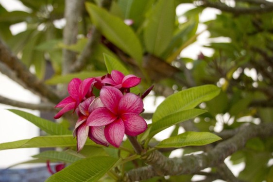 pink-frangipani-plumeria-marriott-palm-beach-aruba