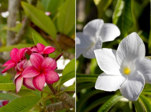 Tropical flowers and frangipani | Aruba