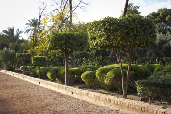 Cyber Park manicured orange trees | Marrakech, Morocco