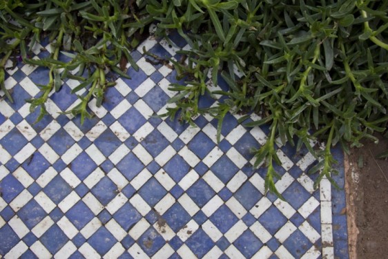 Ice plant creeping over blue tile at the Saadian Tombs | Marrakech, Morocco
