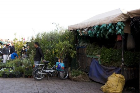 plant-stall-djemaa-el-fna-marrakech-morocco