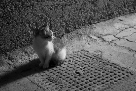 Alley cat | Marrakech, Morocco