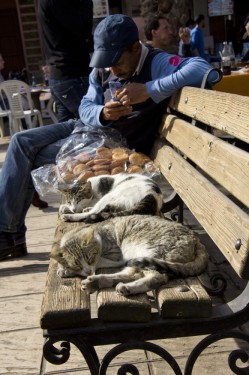 Cat nap in square | Marrakech, Morocco