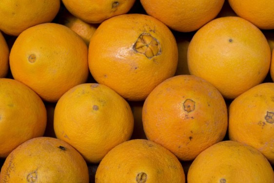 Moroccan oranges | Marrakech, Morocco