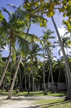 Tall palms at the Cinnamon Bay campground | St John, USVI