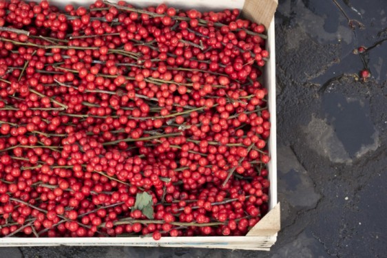 Red holly berries at Campo de Fiori market | Rome, Italy