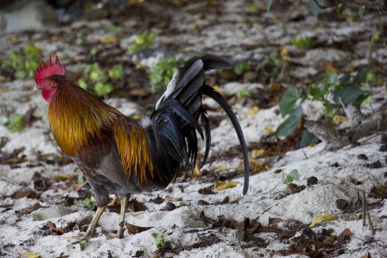 Beach rooster in Honeymoon Bay | St John, USVI