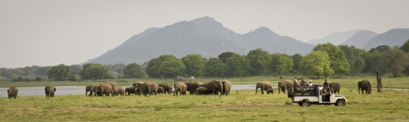 Elephant panorama | Minneriya National Park, Sri Lanka