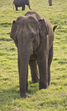 Elephant trunk | Minneriya National Park, Sri Lanka