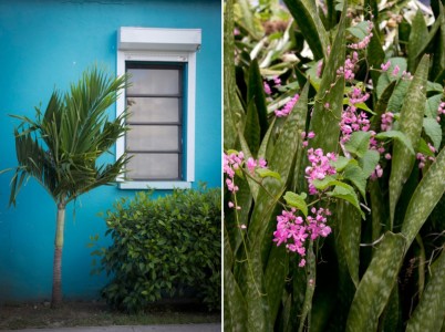 Flowers and colors in Cruz Bay | St John, USVI
