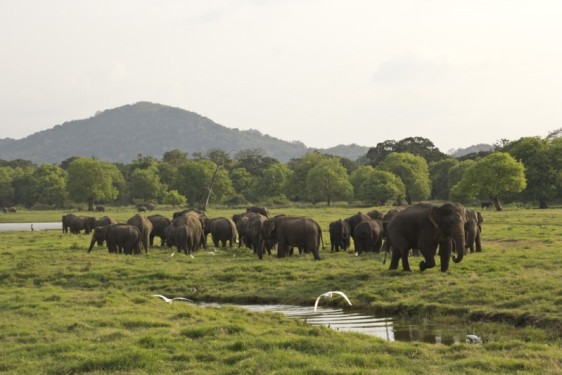 Golden hour and an elephant herd | Minneriya National Park, Sri Lanka