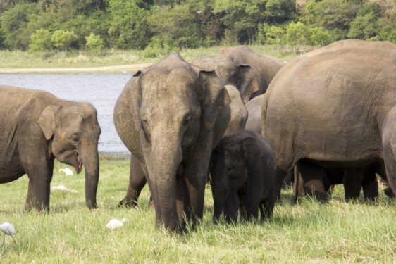 head-on-elephant-minneriya-national-park-sri-lanka