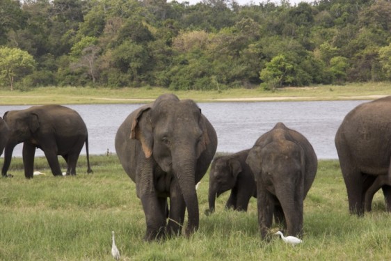 Pregnant elephant | Minneriya National Park, Sri Lanka