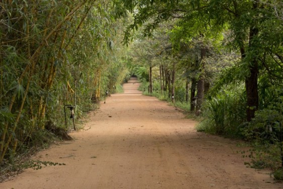 Pathways at the Vil Uyana | Sri Lanka