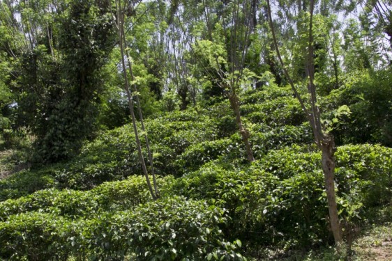 Tea bushes | Geragama, Sri Lanka