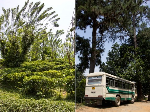 Tea fields and aTata bus | Geragama Tea Plantation, Sri Lanka