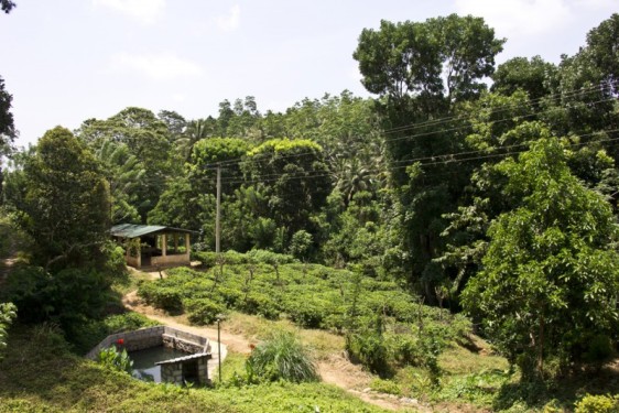 Tea plantation | Geragama, Sri Lanka