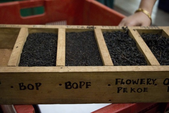Types of black tea | Geragama Tea Estate, Sri Lanka